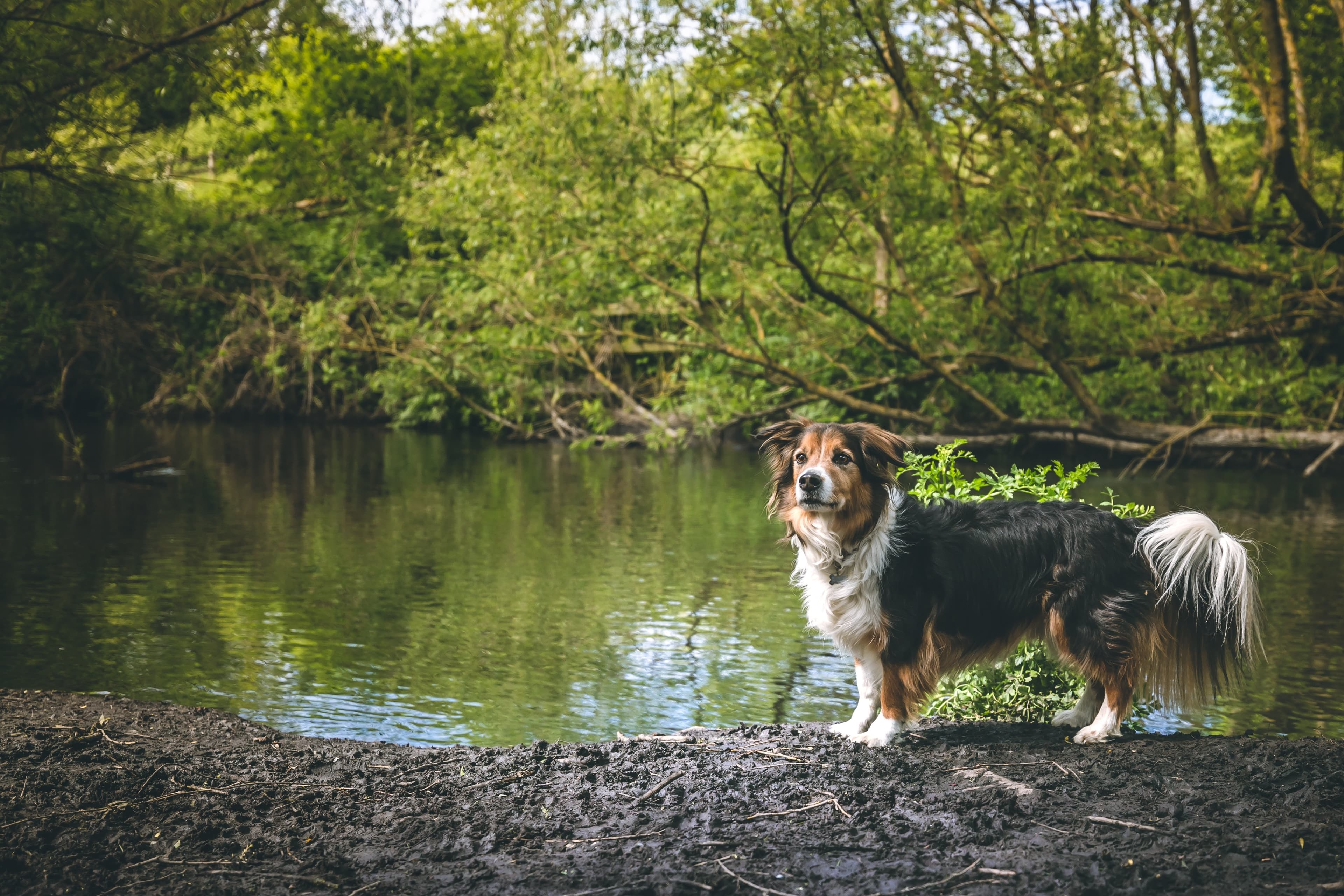 west-drayton-dog.jpg